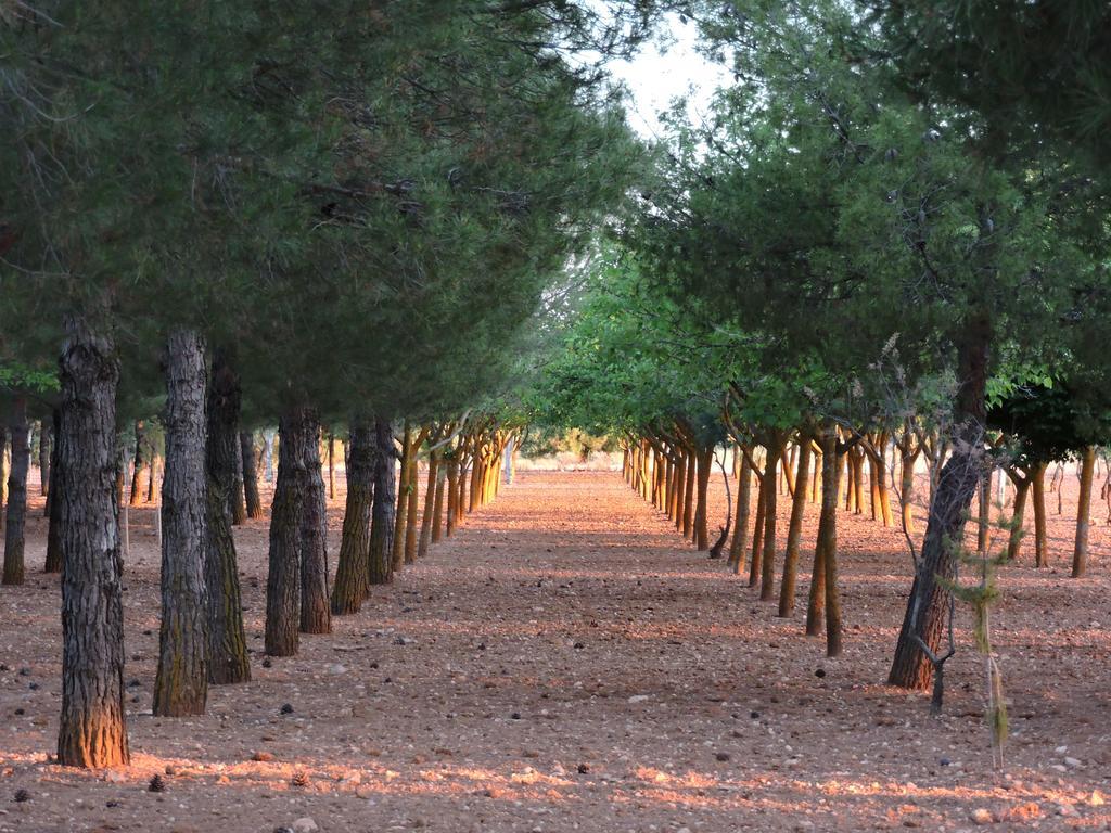 Casa Rural Santa Ana Miguel Esteban エクステリア 写真